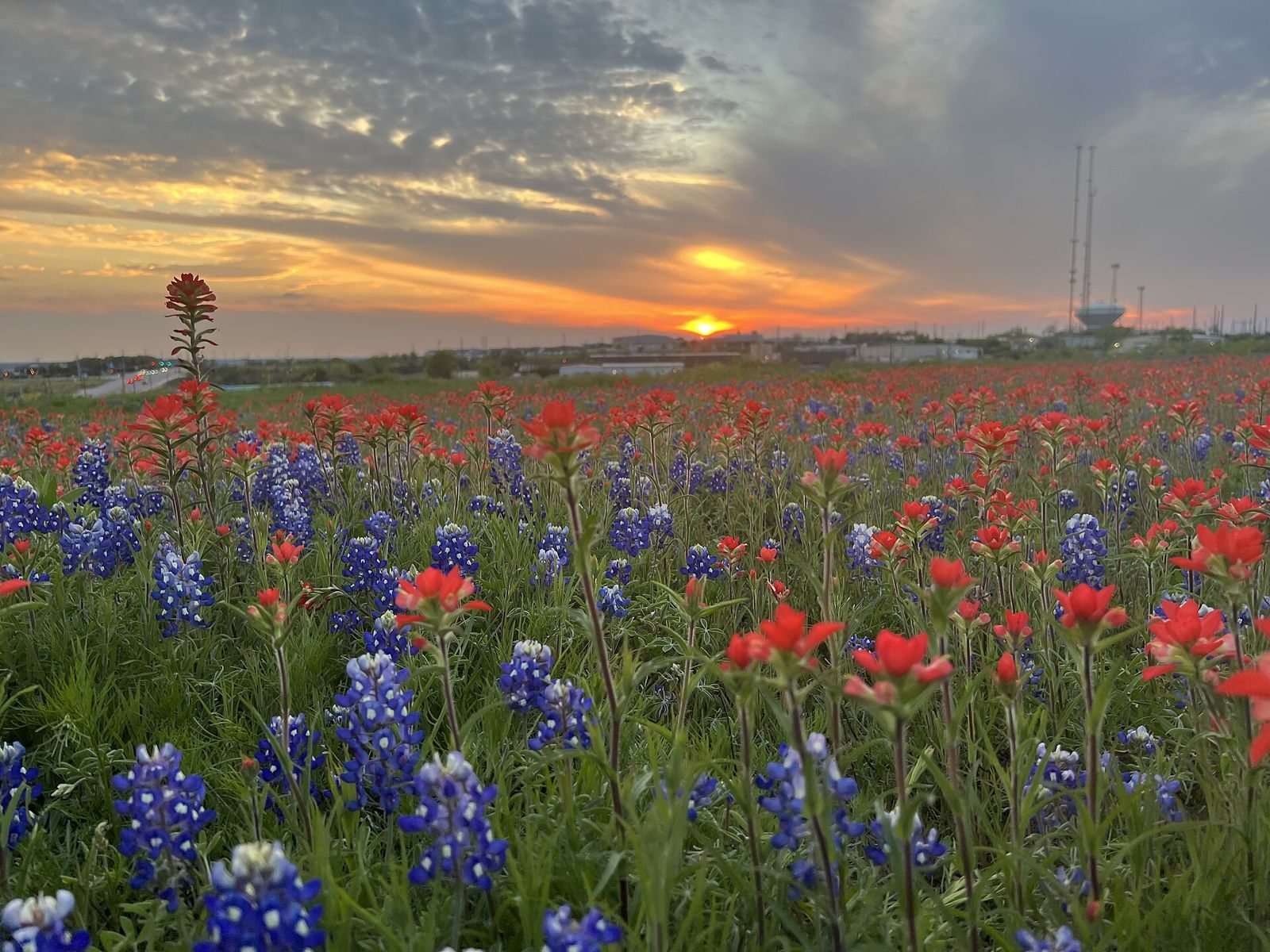Field of Texas bluebonnets and Indian paintbrush at sunset